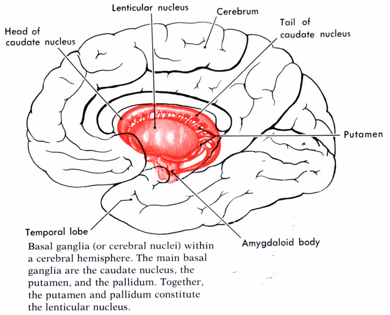 Illustration for article titled Scientists Can Predict Your Gaming Skills By Scanning Your Head